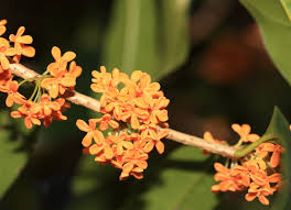 Osmanthus (China)