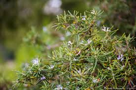 Thyme (Thuyanol)