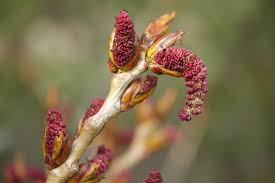 Poplar Bud