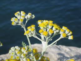 Helichrysum, Immortelle (Morocco)