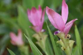 Curcuma Zedoaria