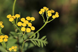 Helichrysum, Immortelle (Albania)