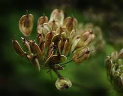 Anise Seed (Egyptian)