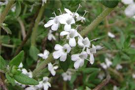 Thyme (Geraniol)