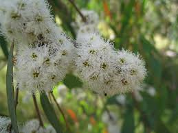 Eucalyptus (True)