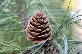 Pine (Ponderosa, Cone)