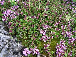 Thyme (Borneol)