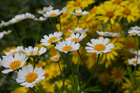 Chamomile (Wild)