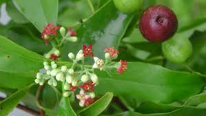 Sandalwood (Fiji)