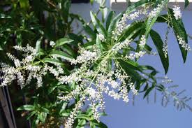 Verbena (Lemon)