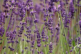 Lavender (Spike)