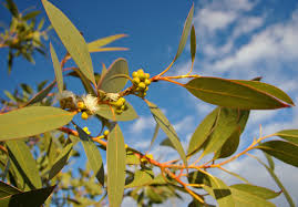 Eucalyptus (Gully Gum)