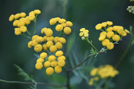 Helichrysum (Gymnocephalum)