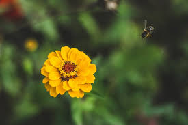 Tagetes (Marigold)