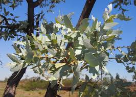 Eucalyptus (Blue Mallee)