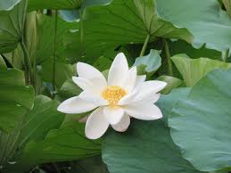 Lotus (White)