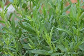 Tarragon