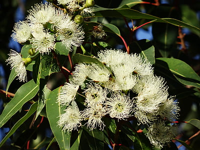 Eucalyptus (Mint)