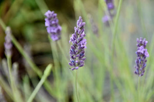 Lavender Hydrolat