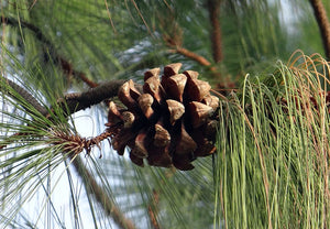 Pine (Pinon, Cone)