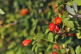 Rose Hip Seed