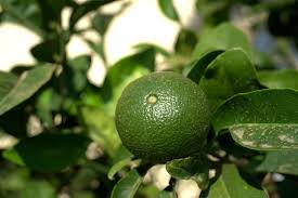 Lime (Mexican)