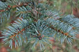 Spruce (Blue)