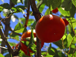 Orange (Blood Red, Italy)