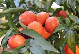 Tangerine