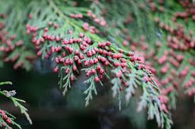 Fir (Balsam)