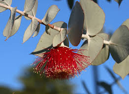Eucalyptus (Masala)