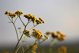 Helichrysum, Immortelle (Corsica)