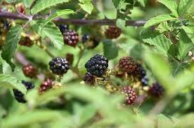 Raspberry Seed (Black)