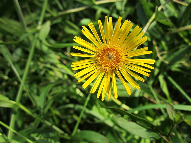 Inula Graveolens