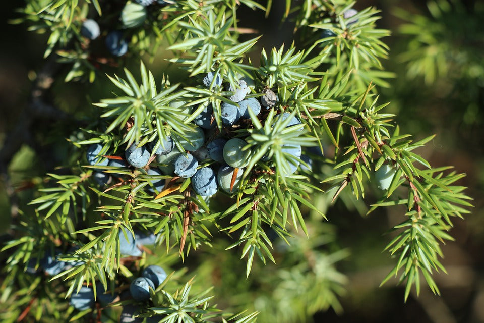 Juniper Berry (Highland, Nepal)