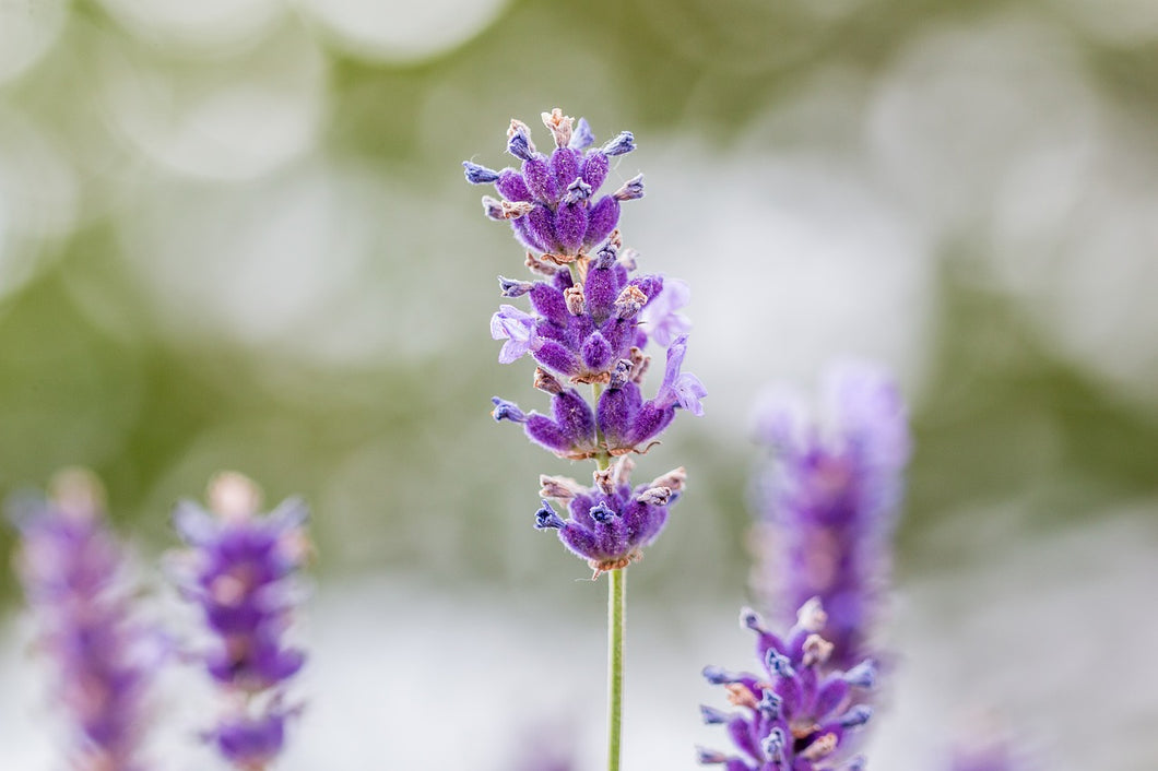 Lavender (Albanian)