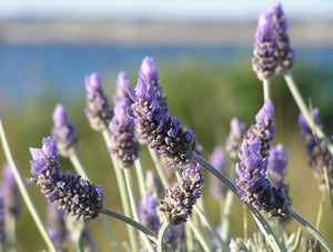 Lavender (Fine)