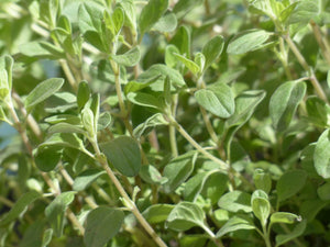 Marjoram (Sweet)