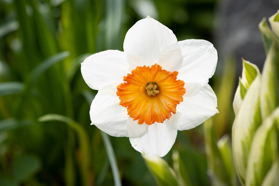 Narcissus