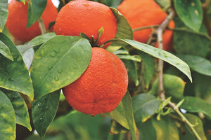 Orange (Blood Red, Belize)