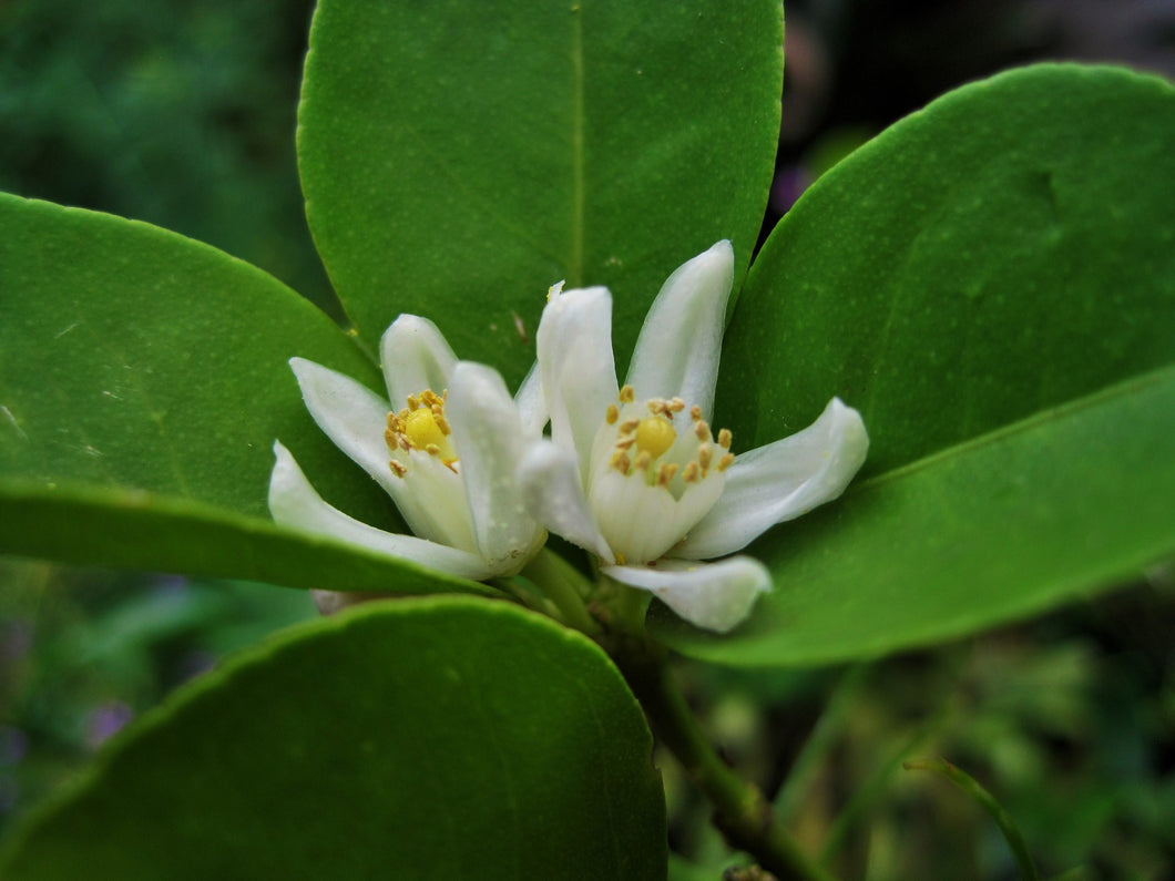 Neroli