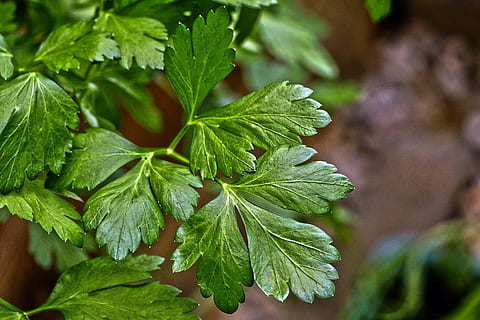 Parsley Seed