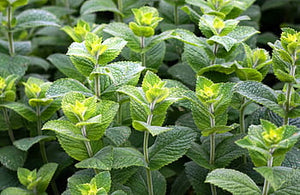 Peppermint (United States)