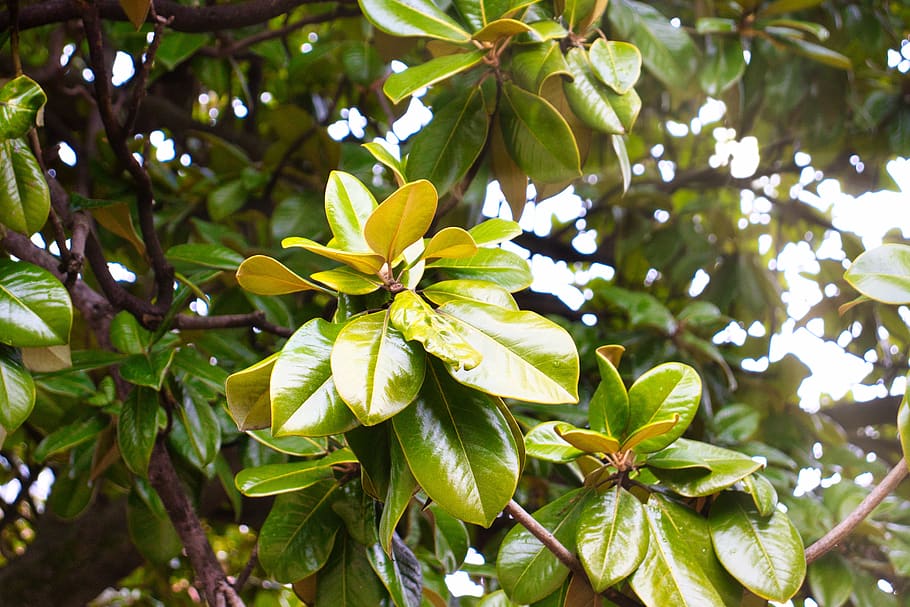 Magnolia Leaf