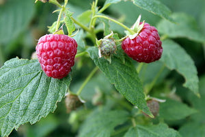 Raspberry Seed (Red)