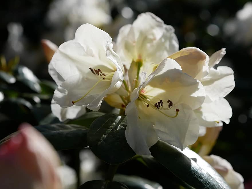 Rhododendron