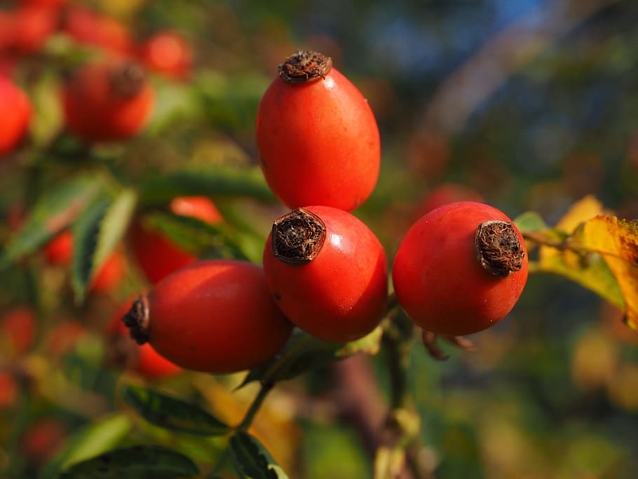 Rose Hip Seed (Lycotop)