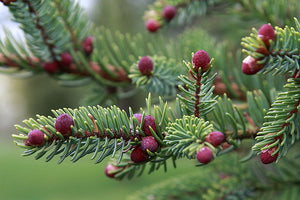 Spruce (Black)
