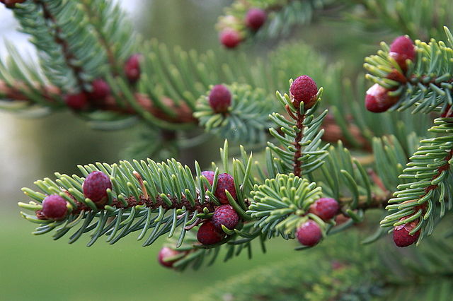 Spruce (Black)