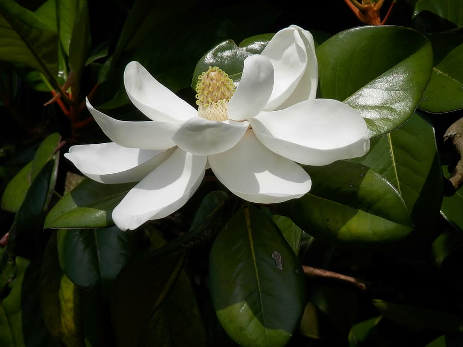 Magnolia Blossom